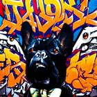 GRAFF DOG !!!!!!!