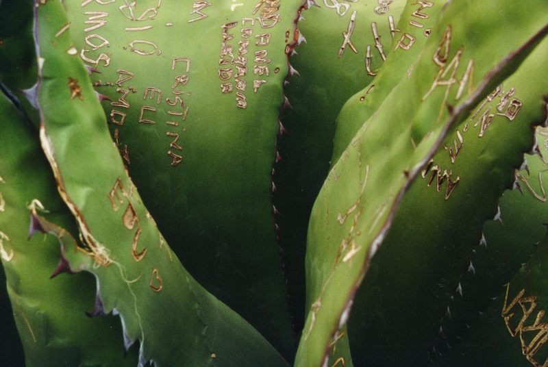 Graffiti-Agave