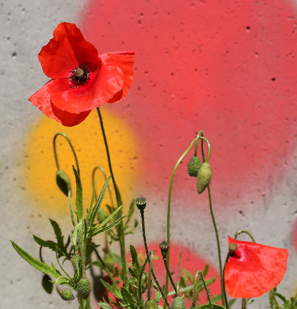 Graffitimohn