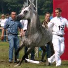 GRAFIK (Eukaliptus PL-Gaskonia PL /Probat SE) bred by Michalow Stud,Poland