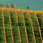 Grafik im Weinberg: Kreise treffen auf Linien