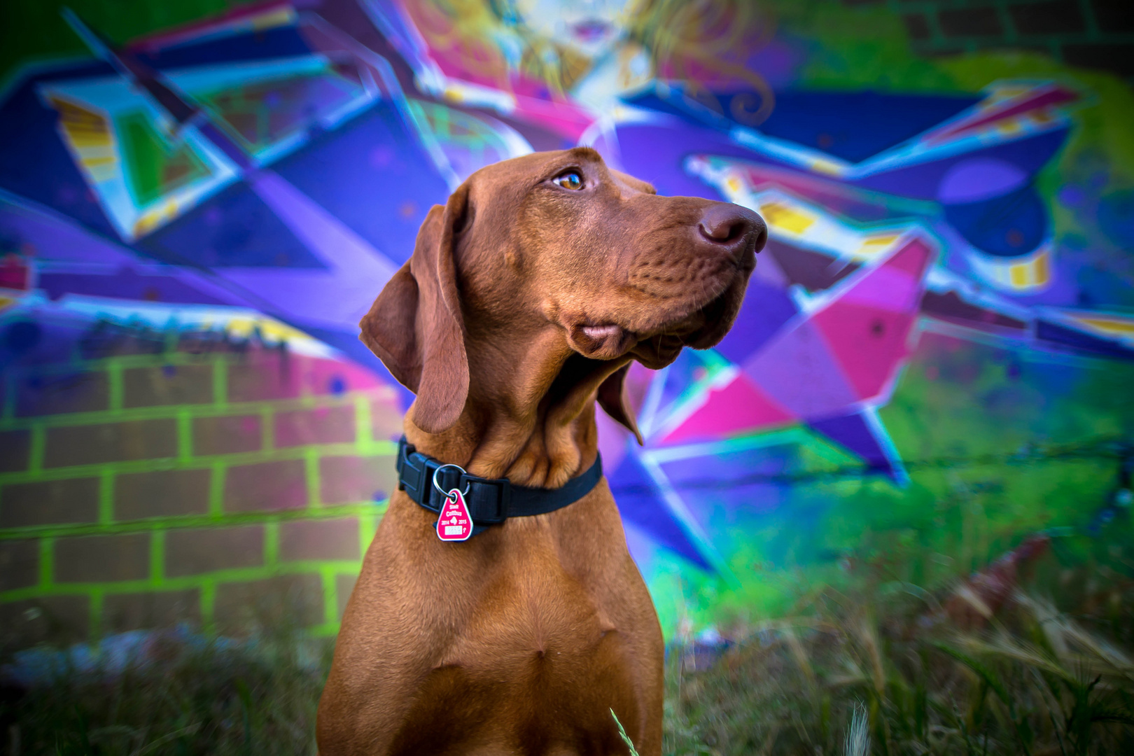 Grafitti-Dog