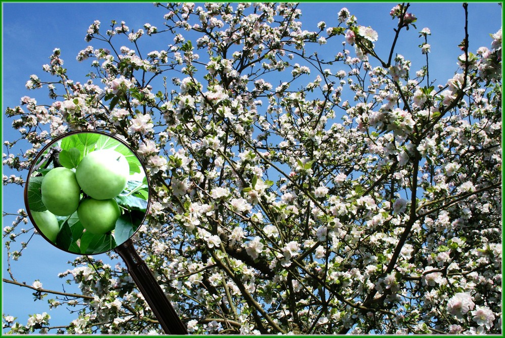 Grahams Jubiläumsapfel , 2 Monate nach der Blüte !