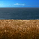 ... grain and the sea ...