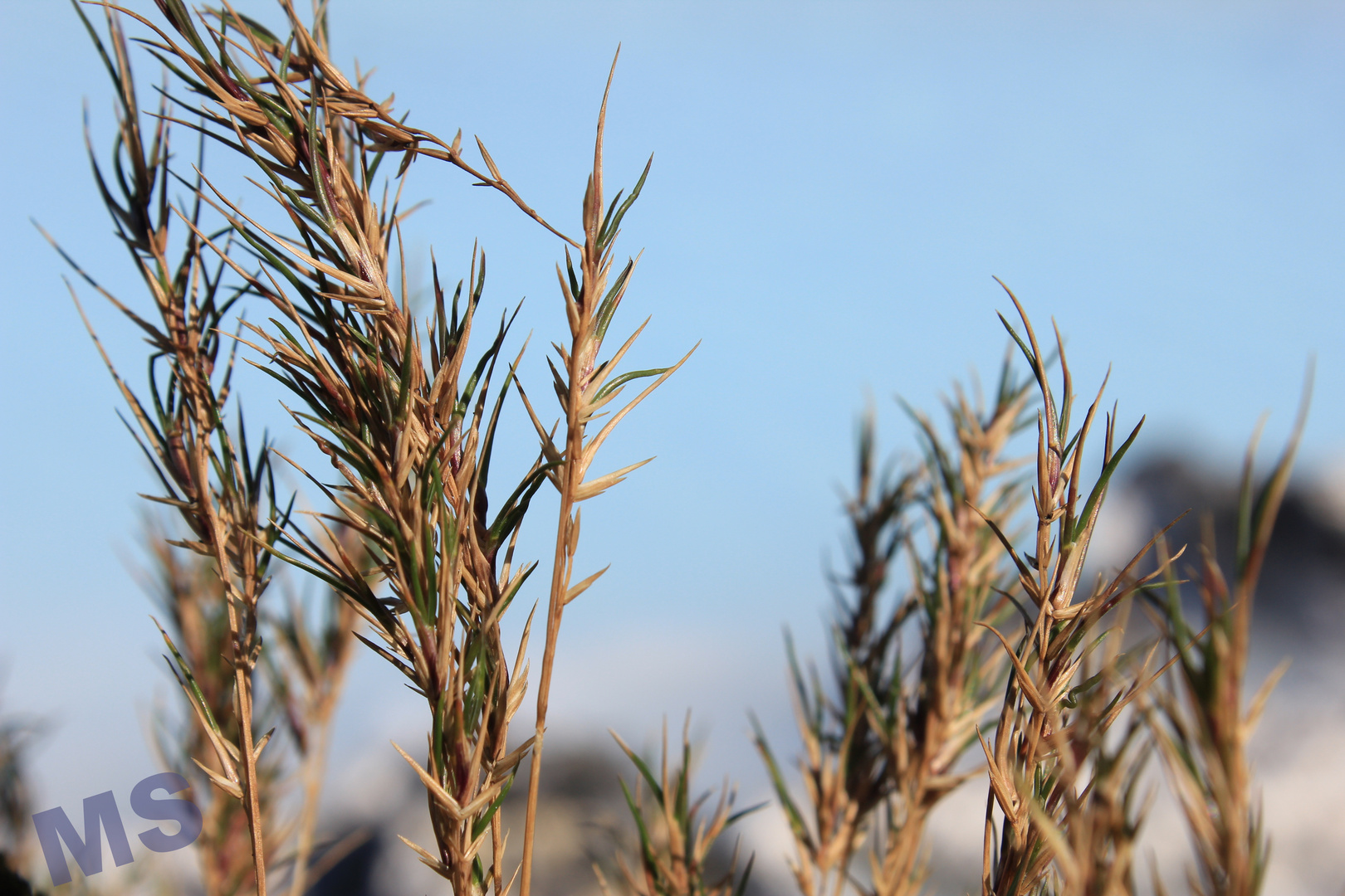 grain at the blue lagoon