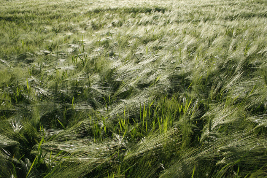 grain field