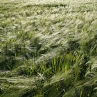 grain field