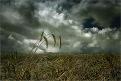 « Grain Storming »