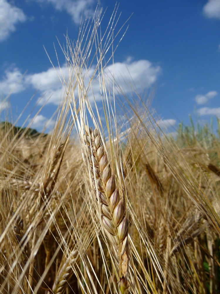 Grain under blue sky