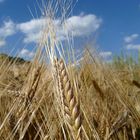 Grain under blue sky