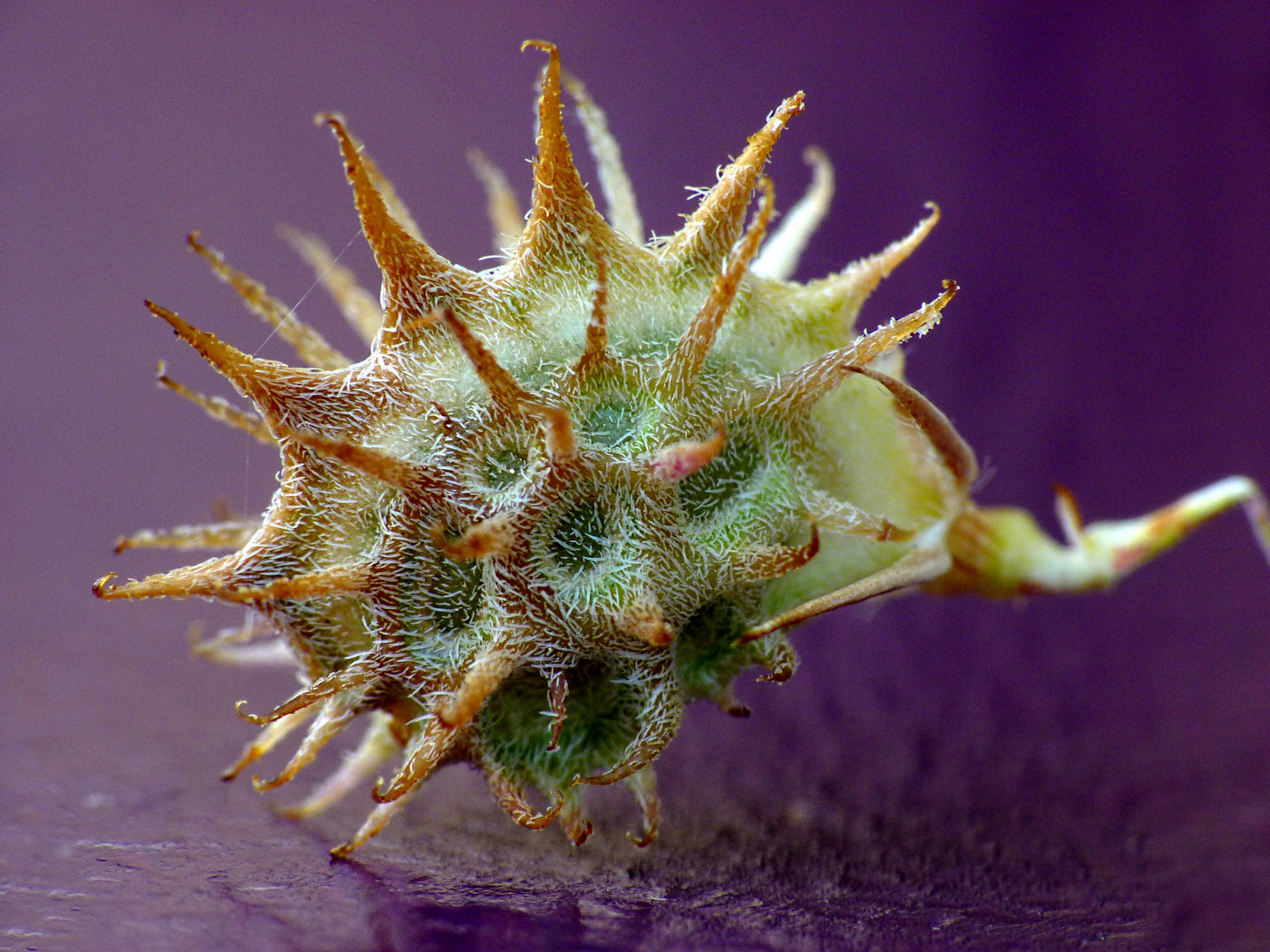 Graine accrocheuse photo et image macro nature, macro divers, nature Images