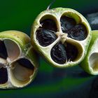 Graines d'Agave americana.