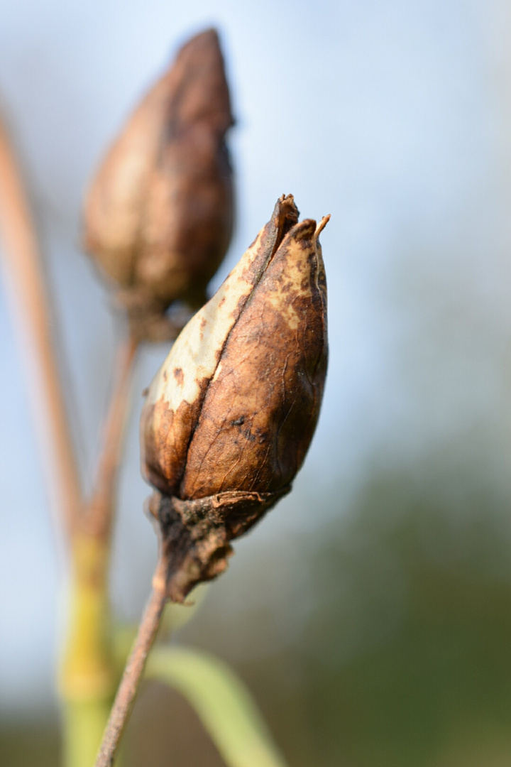 Graines d'automne