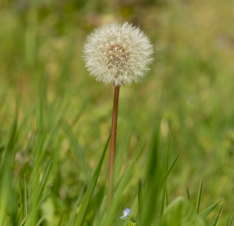 Graines de pissenlit