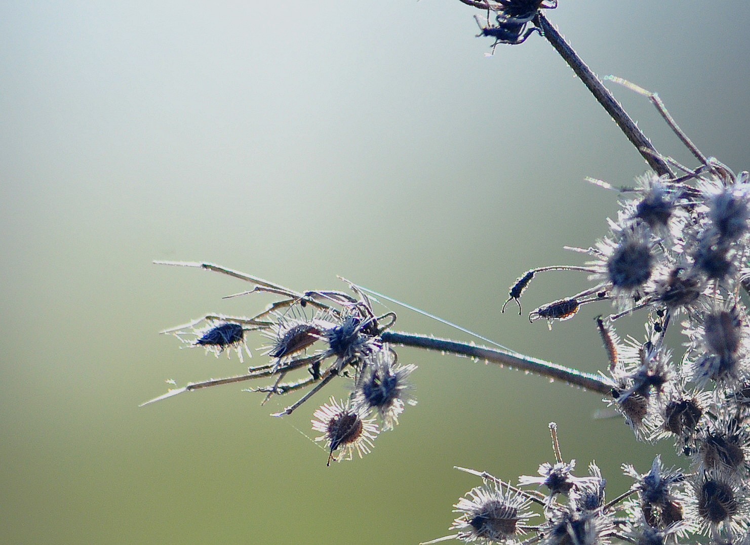 graines et givre