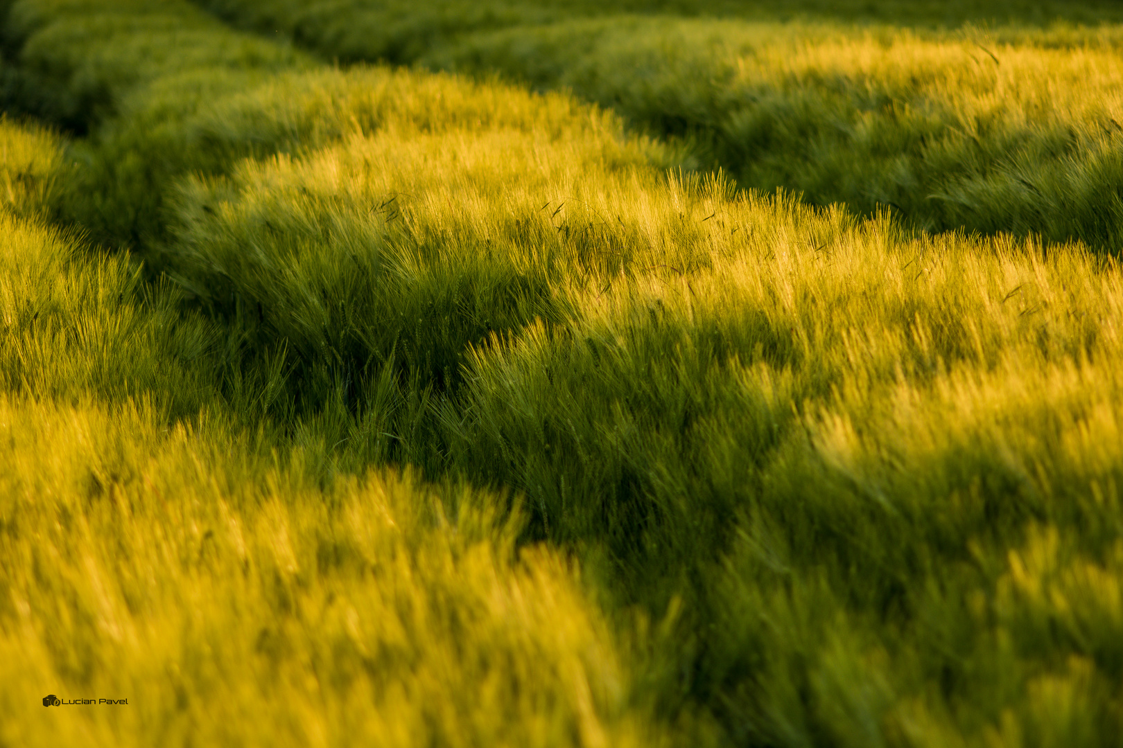 Grainfield