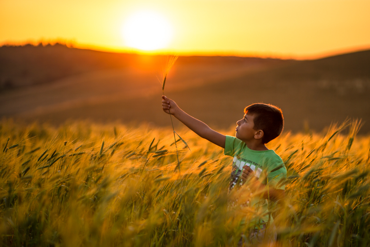 Grainfield