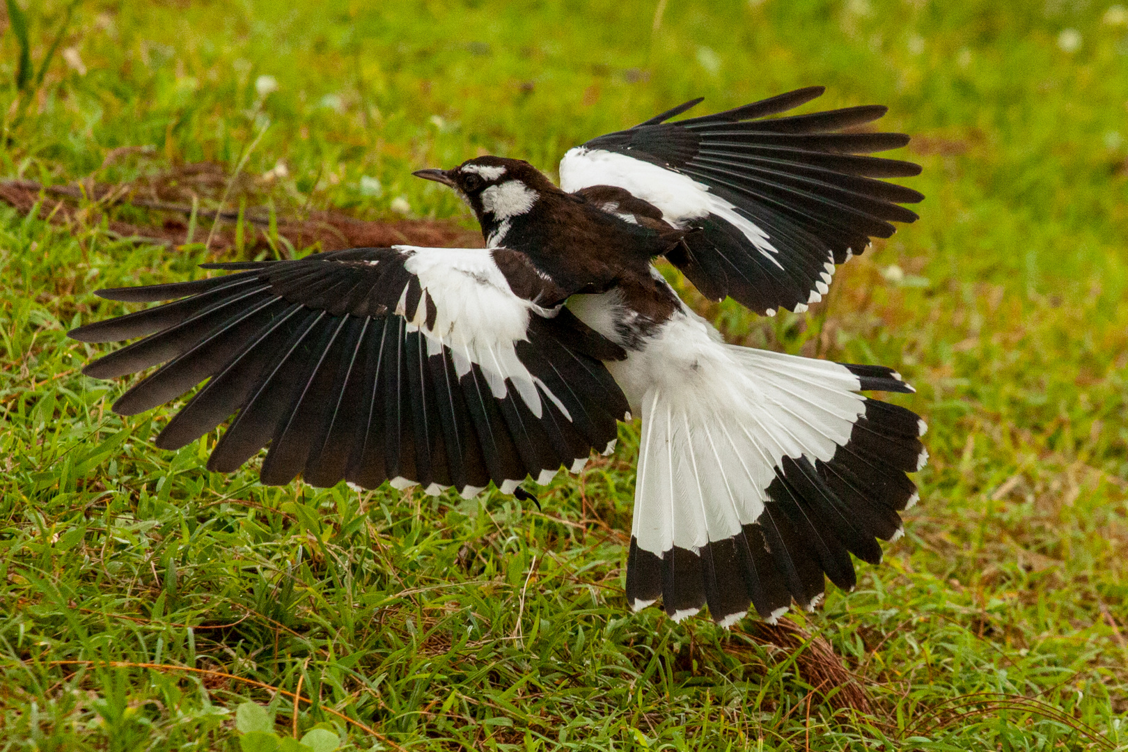 Grallina cyanoleuca