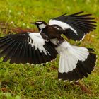 Grallina cyanoleuca