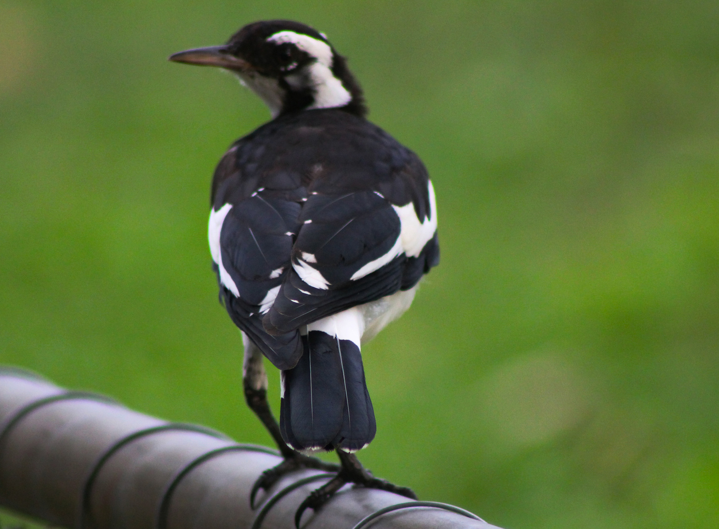 Grallina cyanoleuca III