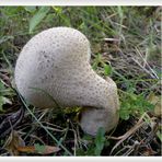 Gramgebeugt senkt dieser Pilz sein schweres Haupt.