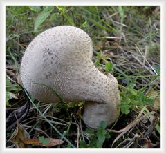 Gramgebeugt senkt dieser Pilz sein schweres Haupt.