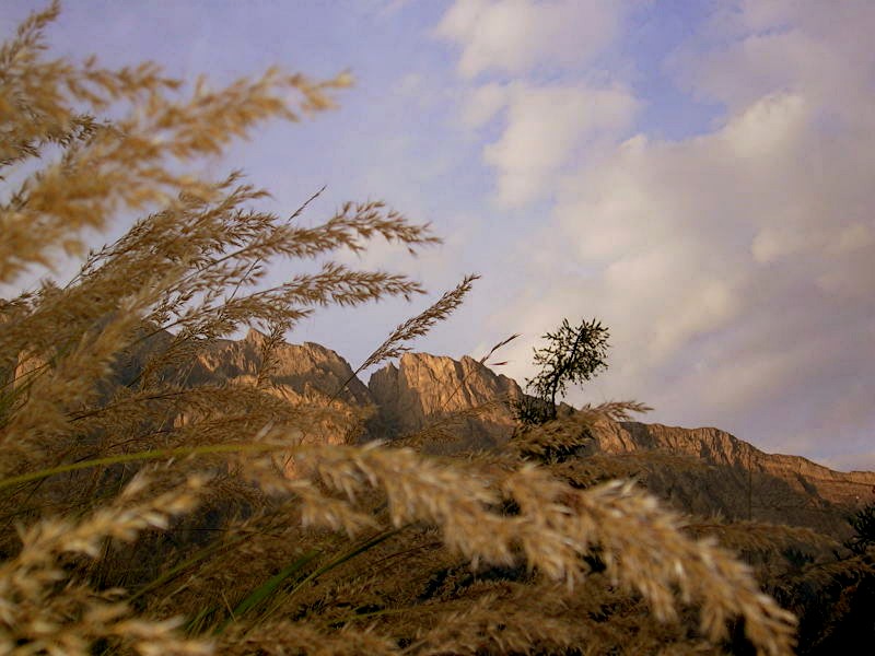 Graminées, ciel et montagne