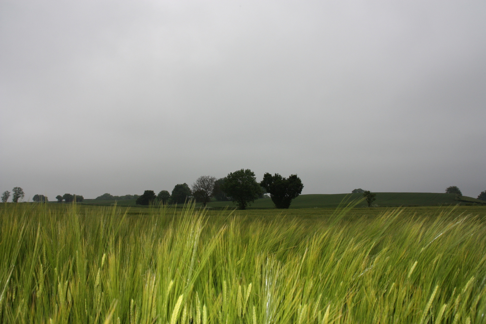 Graminées dans le jour gris