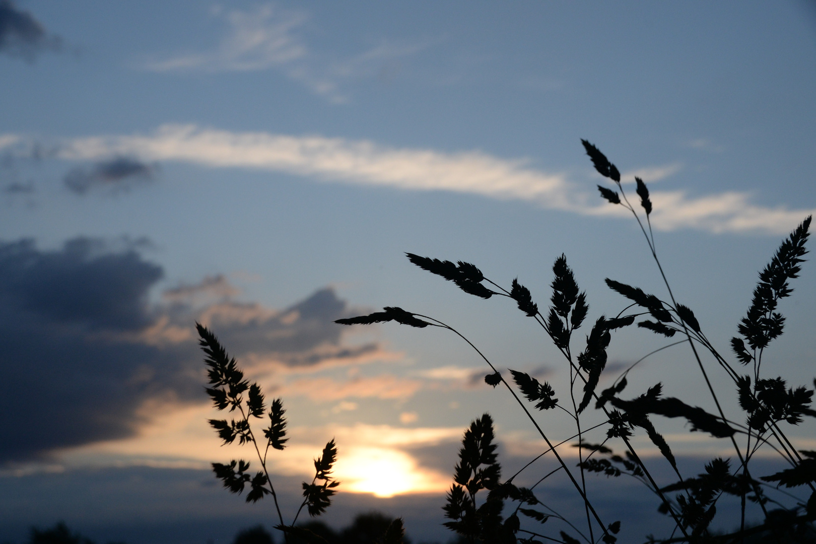 Graminées d'un soir