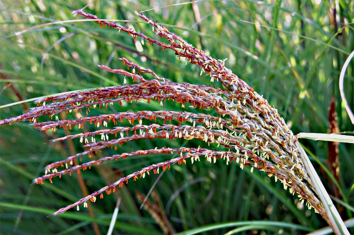 graminées en fleur