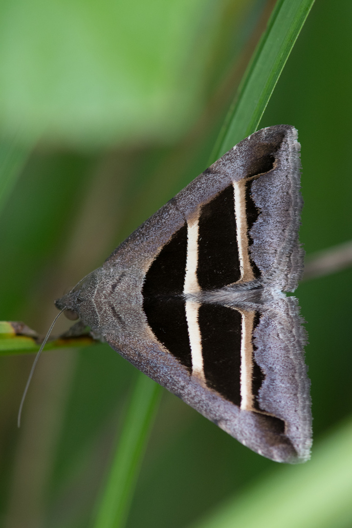 Grammodes bifasciata