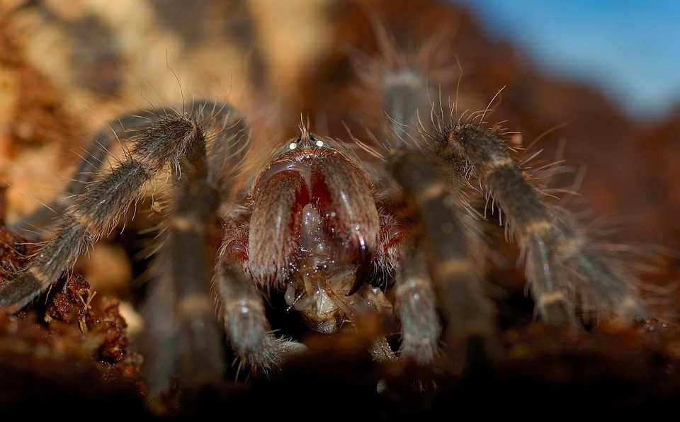 Grammostola Aureostriata Spiderling...