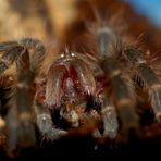 Grammostola Aureostriata Spiderling...