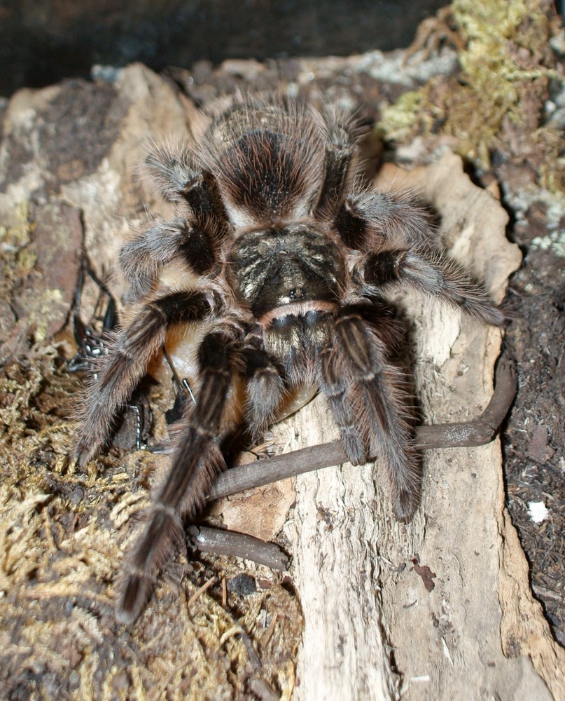 Grammostola grossa 0.1