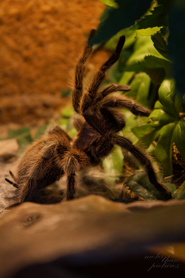 Grammostola Porteri