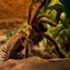 Grammostola Porteri