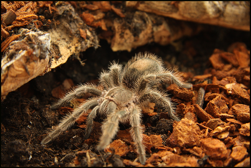 Grammostola porteri