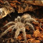 Grammostola porteri