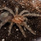 Grammostola pulchra (DNZ 09/2009)