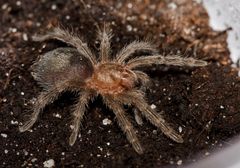 Grammostola pulchra (DNZ 09/2009)