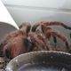 grammostola rosea