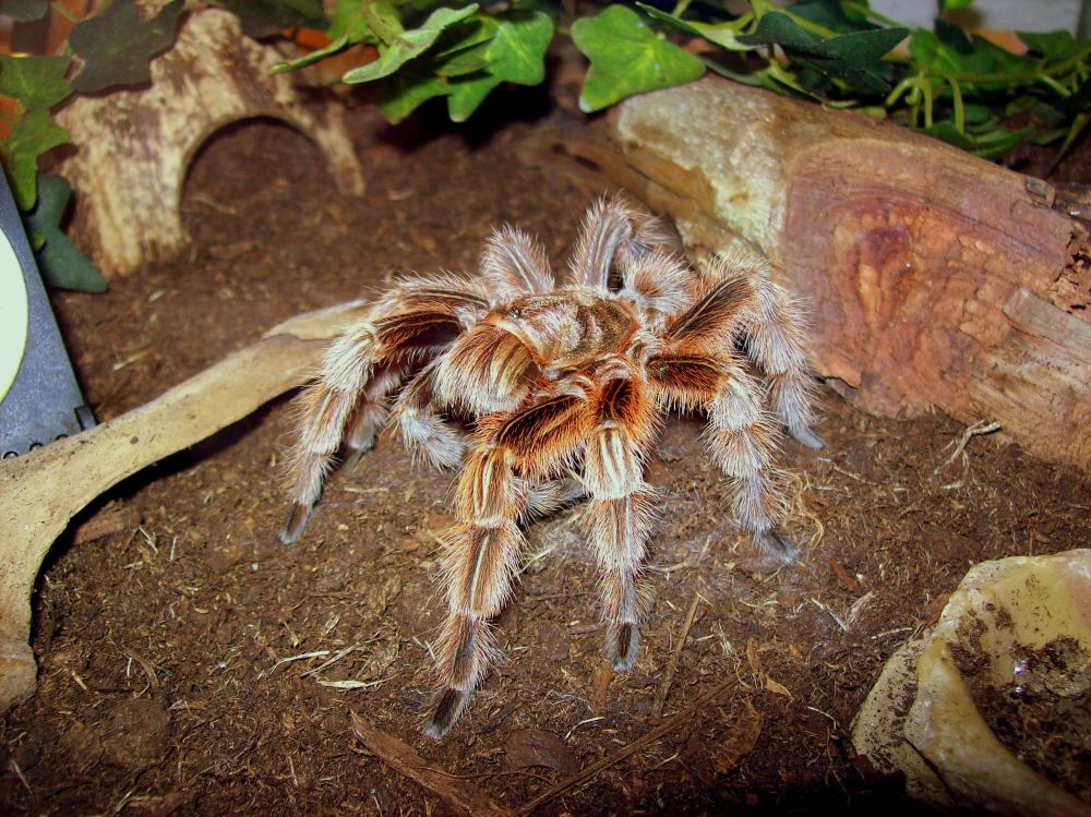 Grammostola rosea