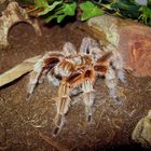 Grammostola rosea