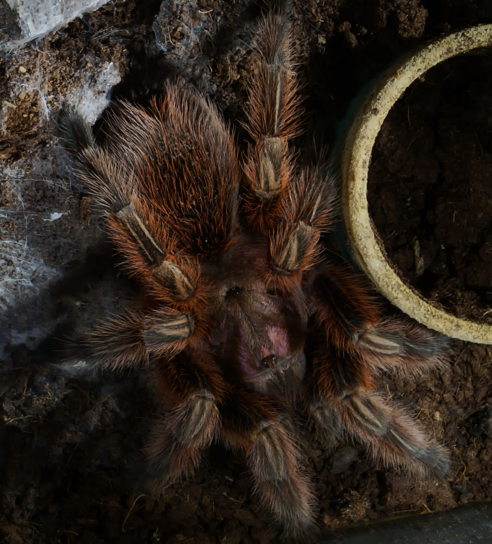 Grammostola Rosea