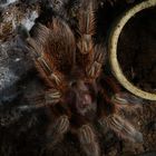 Grammostola Rosea