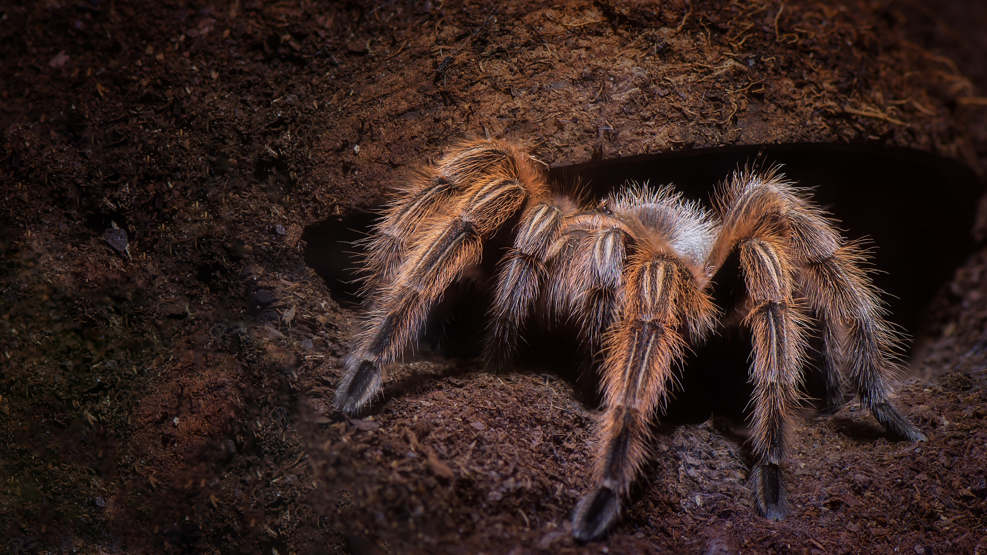 Grammostola rosea