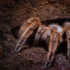 Grammostola rosea