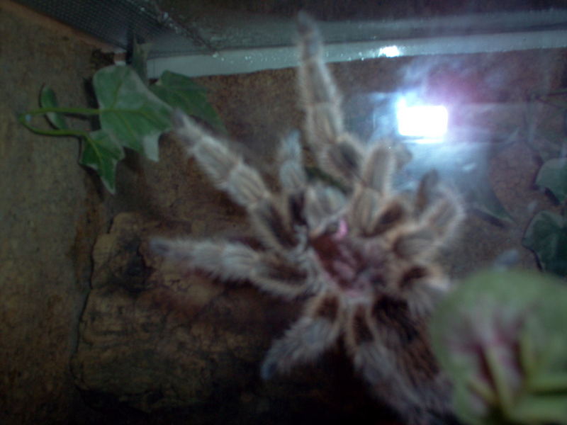 Grammostola Rosea