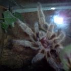 Grammostola Rosea