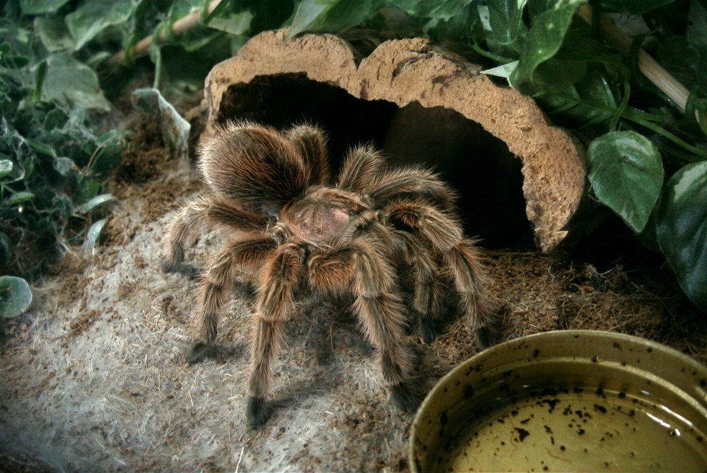 Grammostola rosea